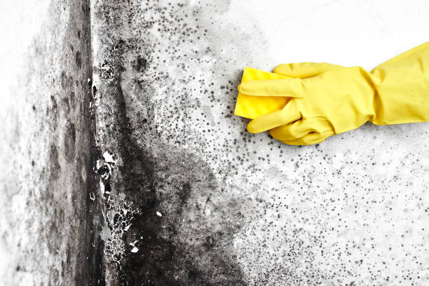 Best Basement Mold Removal  in Weston, WV